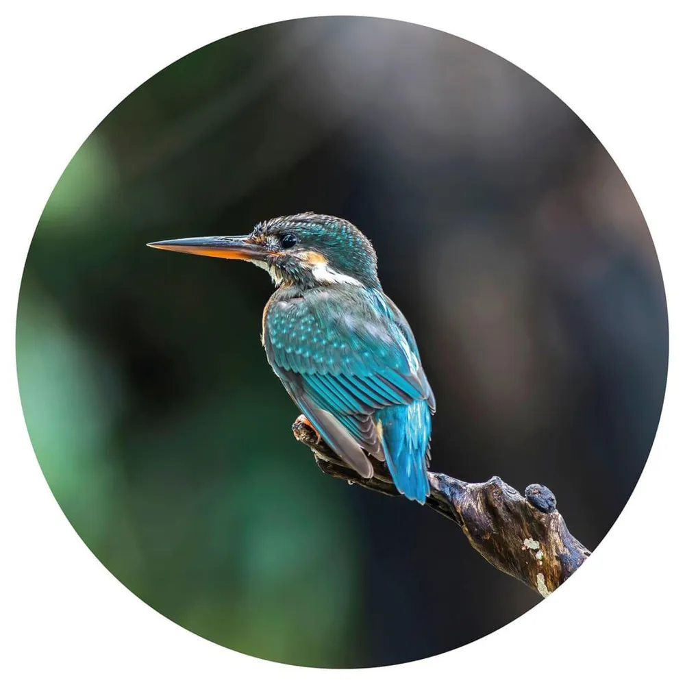 Papieren WallArt Behangcirkel Kingfisher 142,5 cm
