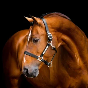 Signature Echt leer Headcollar Black P
