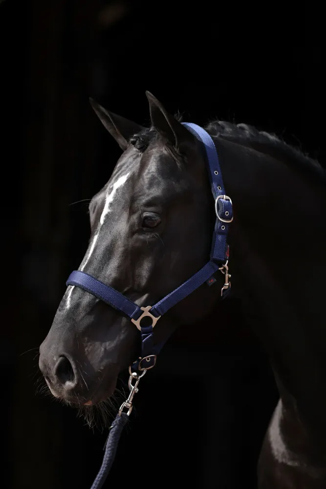 Dexter Halter Zachte stof Underlay DB/AB XXF